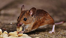 24 Hour & Emergency Exterminators in Polkton, NC